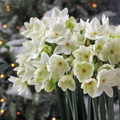 The December flower of the month is Narcissus also known as the Daffodil