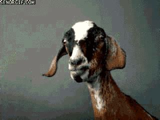 16 Very Funny Goat Gifs - Dose of Funny