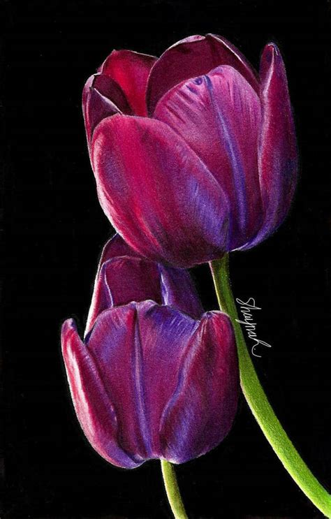 Tulips - Drawing by shaynaJreddick on DeviantArt