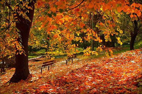 HD wallpaper: Autumn, Fall, Foliage, Falling leaves | Wallpaper Flare