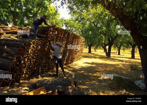 Cork oak farming hi-res stock photography and images - Alamy