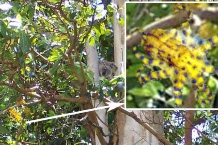 The Pacific Northwest Tree Octopus | Sightings