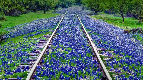 Texas Bluebonnets Wallpapers - Wallpaper Cave