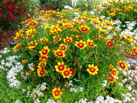 How to Grow and Care for Coreopsis - World of Flowering Plants