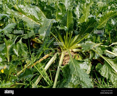 Sugar beet plant hi-res stock photography and images - Alamy