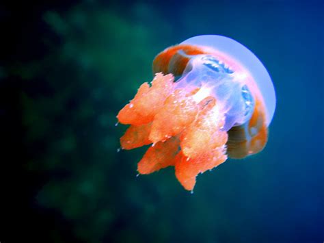 File:Stingless jellyfish.jpg - Wikipedia