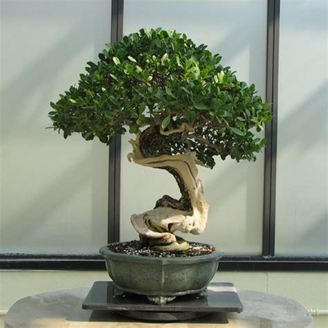 How to Grow a Bonsai Tree #southsideplants #bonsai Buy Bonsai Tree, Bonsai Tree Types, Indoor ...