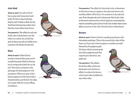 A Pocket Guide to Pigeon Watching: Getting to Know the World’s Most Misunderstood Bird: A Book ...