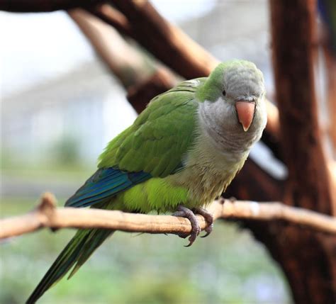 Small and Medium-Sized Birds That Can Talk