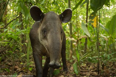 New Study Helps Improve Roadmap Essential To Baird’s Tapir Conservation - Global Wildlife ...