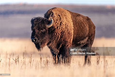 Full Profile Of American Bison In Plains High-Res Stock Photo - Getty ...