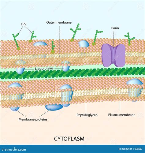 Gram Negative Bacterial Cell Wall Stock Images - Image: 25522934