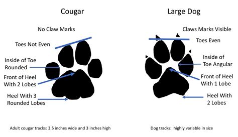 male and female body diagram