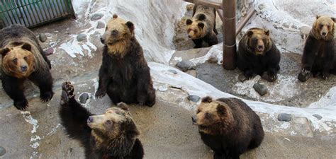 Noboribetsu BearPark【Official site】 Come meet the bears & Ainu culture