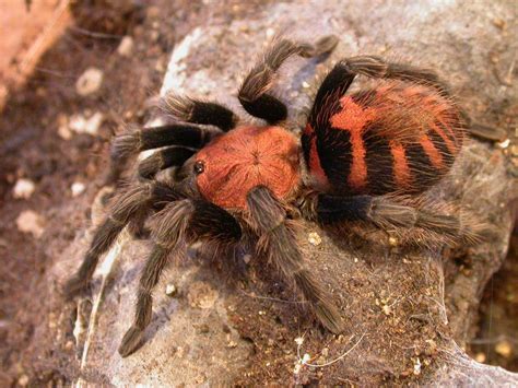 Tarantula habitat, Spider, Tarantula