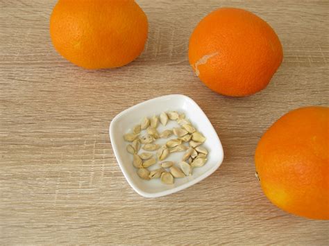 How to Plant Orange Seeds the Easy Way - Garden.eco