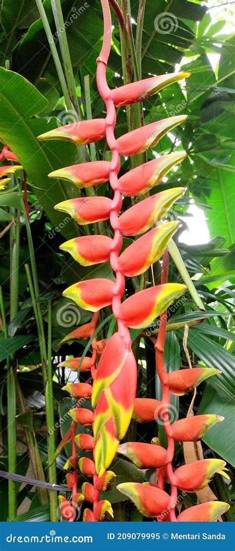 Heliconia Rostrata or Red Banana Flower Stock Image - Image of kind ...