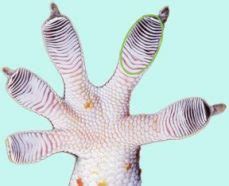 Geckos' Sticky Feet Clean Themselves | Science News for Students