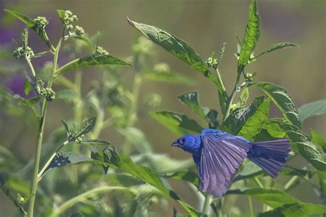 Bunting In Flight Photograph by Gina Fitzhugh - Fine Art America