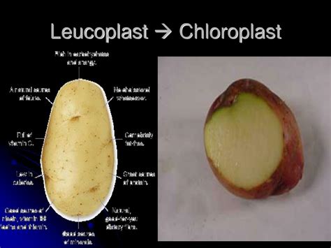 PPT - PLANT HISTOLOGY PowerPoint Presentation - ID:675888