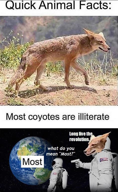 The Coyote will not be televised. : r/memes