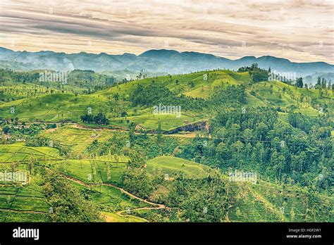 Sri Lanka: famous Ceylon highland tea fields Stock Photo - Alamy