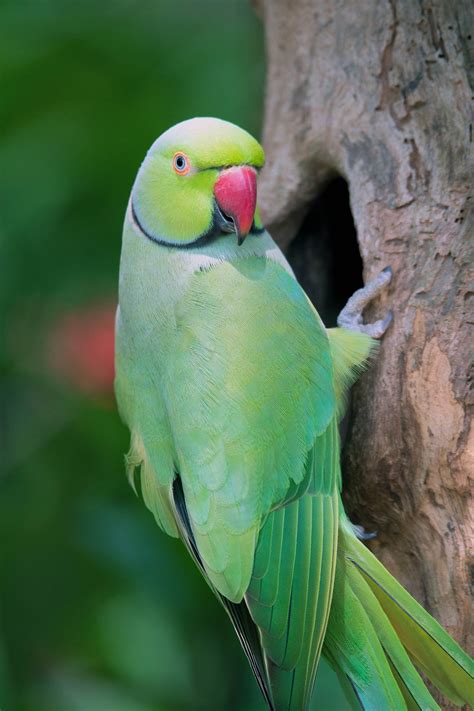 Green Parrot Pictures | Download Free Images on Unsplash