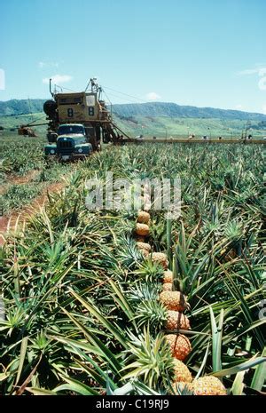 Pineapple fields, Lanai, Hawaii Stock Photo: 35251498 - Alamy