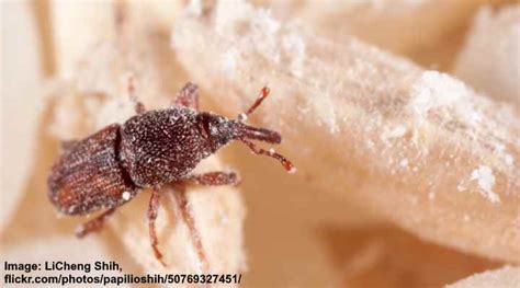 Weevils in Rice (Rice Bugs): Causes and Treatments