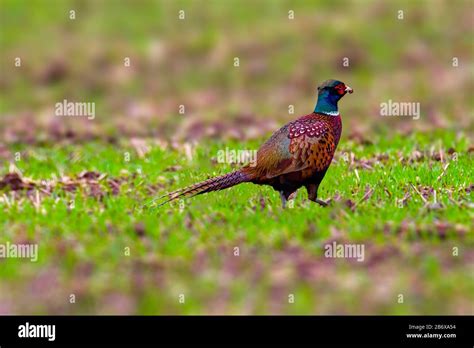 pheasant male on green field Stock Photo - Alamy