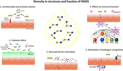 Frontiers | Diversity of Human Milk Oligosaccharides and Effects on Early Life Immune Development