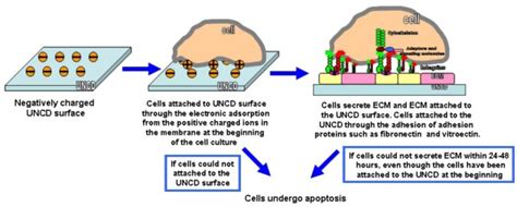 Schematic models of cell adhesion mechanisms to UNCD. | Download ...