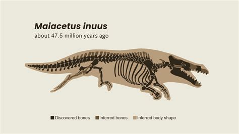 Fossil Spotlight: Meet Maiacetus, the Mother Whale! • Stated Clearly