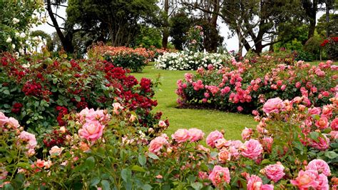 Treloar Roses Display Garden, Attraction, Great Ocean Road, Victoria ...