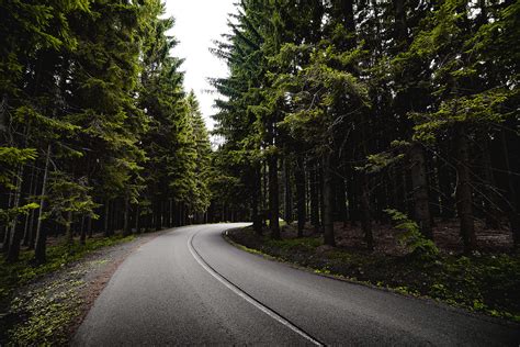 Road in Dark Forest Free Stock Photo | picjumbo