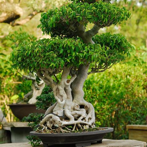 Japanese garden ideas: how to plant a Japanese garden