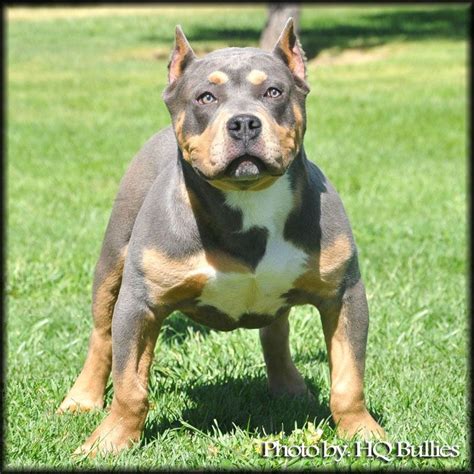 Tri Color Pit Bull. I WILL own one of these one day! | LOVE pitbulls! | Pinterest | Pit bull ...