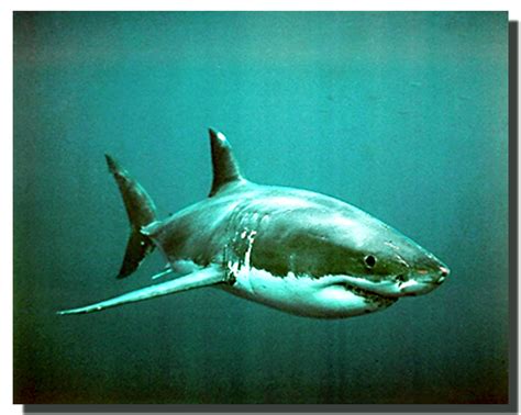 Great White Shark Poster - Impact Posters Gallery