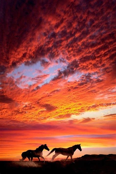 SUNSET HORSES CLOUDS - Mobile HD Wallpapers | Beautiful horses, Horses ...