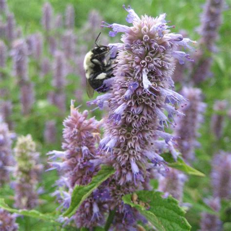 Anise Hyssop Organic Seeds – Hudson Valley Seed Company