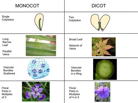 File:Monocot vs Dicot.svg - Wikimedia Commons