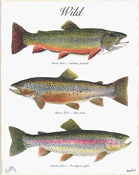 The WILD Poster, a 3 trout poster by Flick Ford with a Brook Trout, a ...