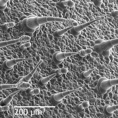 SEM image of Nicotiana alata leaf's epidermis, showing trichomes (hair-like appendages)… | Image ...