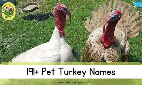 191+ Pet Turkey Names: Male, Female & Funny Ideas (2024)