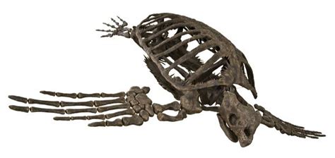 Archelon ischyros Skeleton – Display Replica – Black Hills Institute