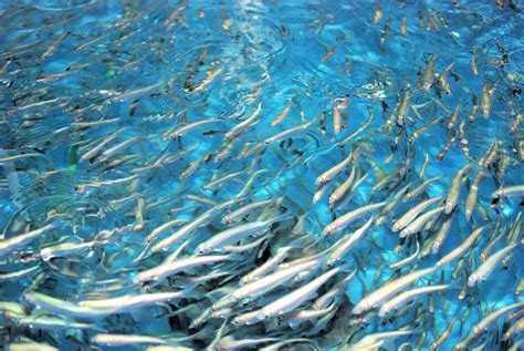 Lake Herring | Wisconsin Sea Grant