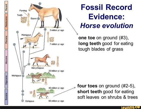 Fossil Record Evidence: \ Horse evolution Pleistocene Pliocene Miocene Marycheppus 25 ago ...