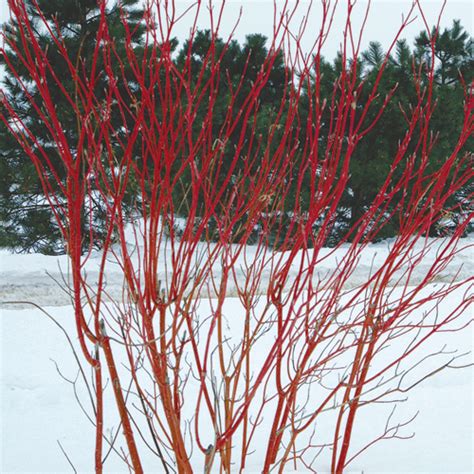 Intriguing Bark Enlivens a Winter Scene - Fine Gardening