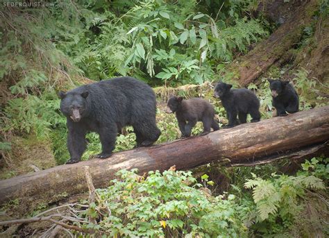 Black Bear Mom and Three Cubs, Anan Creek, Alaska - Betty Sederquist ...