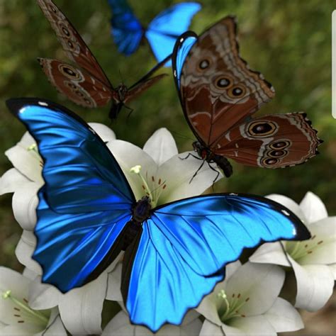 Pin by Daly Colon on Butterflies | Blue morpho butterfly, Beautiful butterflies, Butterfly wallpaper